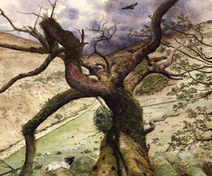 Natuaral History Illustration